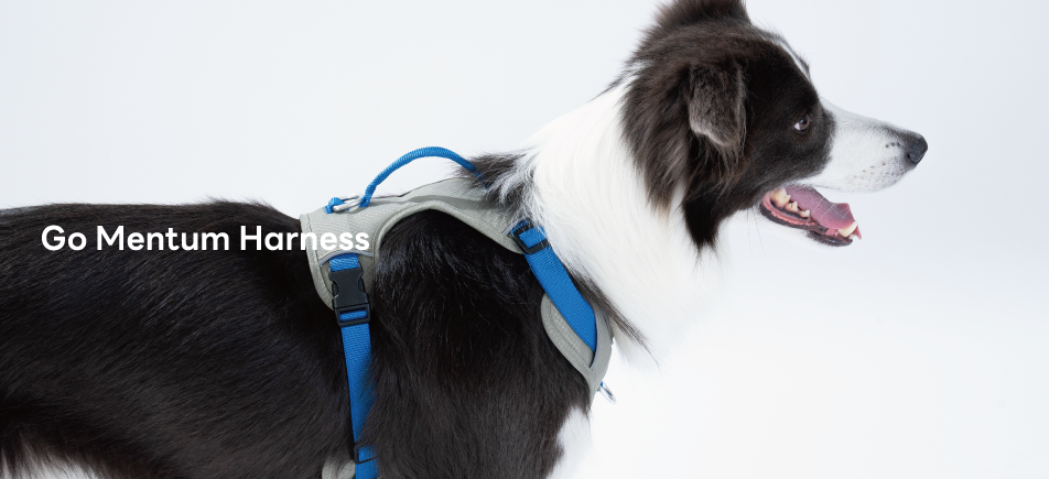 강아지 산책용품