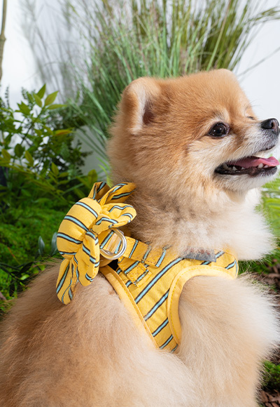 강아지 산책용품